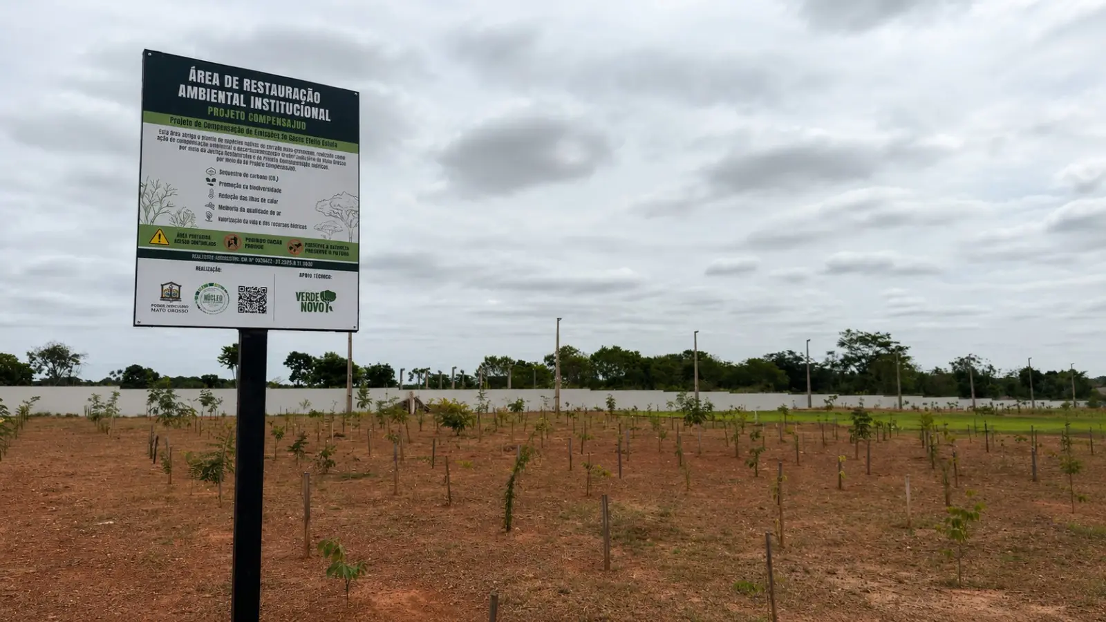 A imagem mostra um terreno enorme, cercado por muro branco. A terra é batida, tem vegetação rasteira e centenas de mudas de árvores plantadas em fileiras. Em primeiro plano aparece a placa informativa do Projeto CompensaJUD, instalada em uma área de restauração ambiental do fórum de Várzea Grande. 
